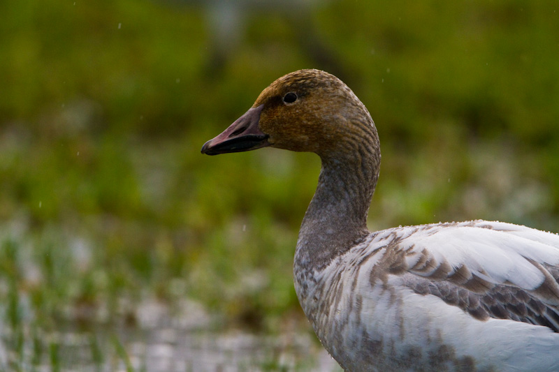 Snow Goose